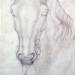 Study of the Head of a Horse