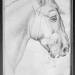 Head of a horse, from the The Vallardi Album