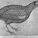 Guinea Fowl, from the The Vallardi Album